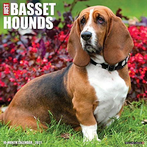 Just Basset Hounds 2021 Wall Calendar (Dog Breed Calendar) - Animalerie Amazon Royaume-Uni à 2.81€