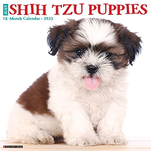 Just Shih Tzu Puppies 2023 Wall Calendar - Amazon Italie à 7.14€