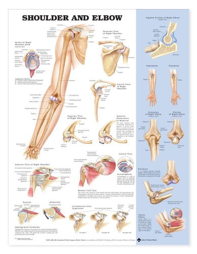 Shoulder and Elbow Anatomical Chart - Amazon Italy à 15.38€
