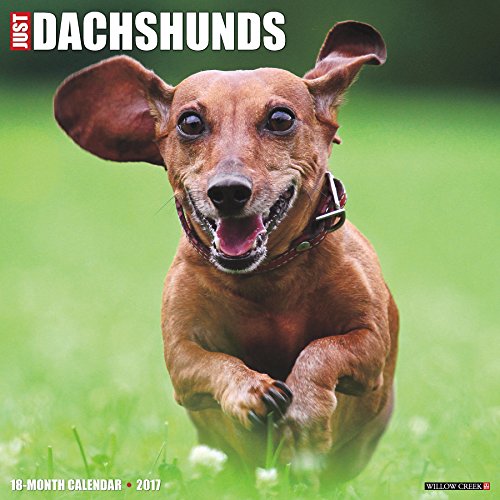 Just Dachshunds 2017 Calendar - Pet Supplies Amazon Italy à 3.77€