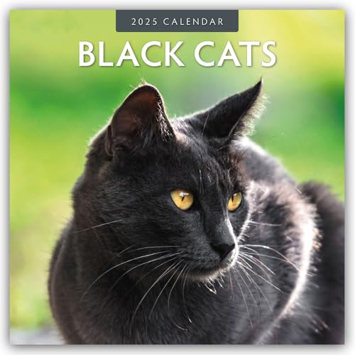 Black Cats 2025 Square Wall Calendar - Animalerie Amazon Espagne à 4.41€