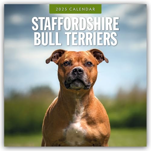 Staffordshire Bull Terriers 2025 Square Wall Calendar - Livres & eBooks Amazon Royaume-Uni à 4.82€