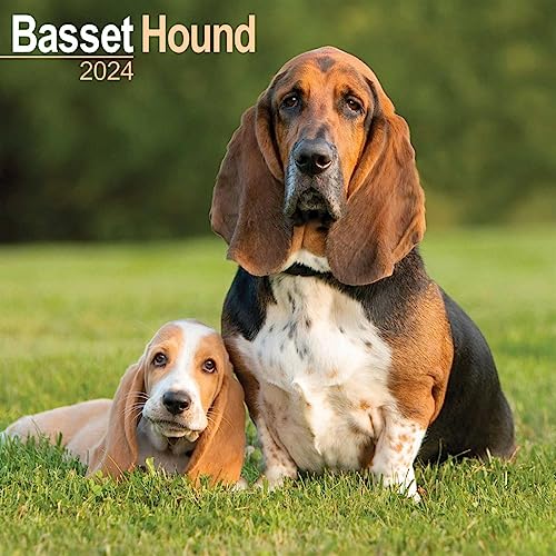 Basset Hound Calendar 2024 | Square Dog Breed Wall Calendar... - Animalerie Amazon Royaume-Uni à 3.81€