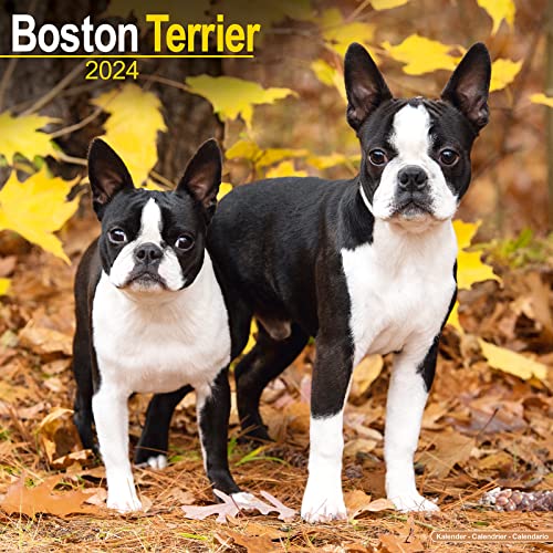 Boston Terrier Calendar 2024 Square Dog Breed Wall Calendar... - Pet Supplies Amazon Spain à 3.92€
