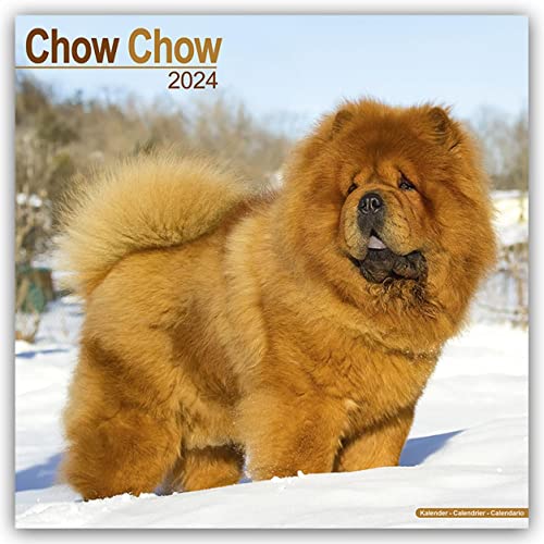 Chow Chow Calendar 2024 | Square Dog Breed Wall Calendar... - Animalerie Amazon Royaume-Uni à 3.70€