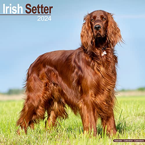 Irish Setter - Irish Setter 2024 - 16-Monatskalender:... - Amazon Allemagne à 3.65€