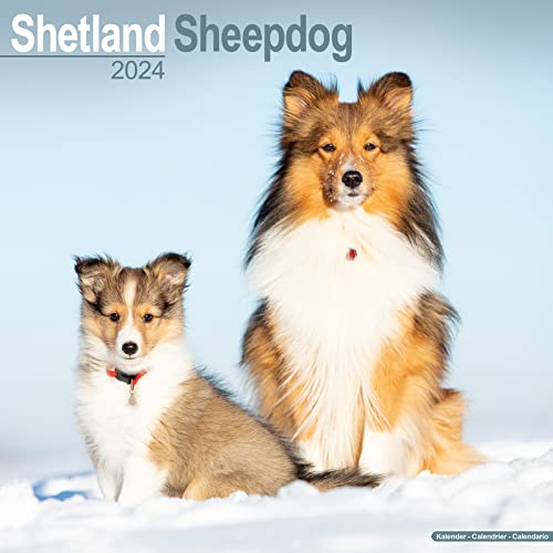 Shetland Sheepdog Calendar 2024 | Square Dog Breed Wall... - Animalerie Amazon Italie à 3.63€