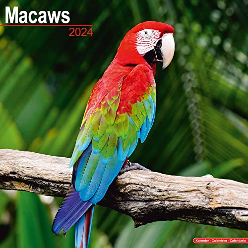 Macaws Calendar 2024 | Square Bird Wall Calendar - 16 Month - Amazon Royaume-Uni à 3.83€