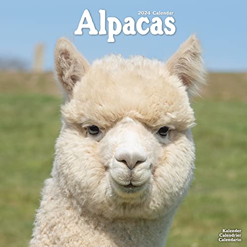 Alpacas Calendar 2024 Square Animal Wall Calendar - 16 Month - Vente Flash Amazon -77%