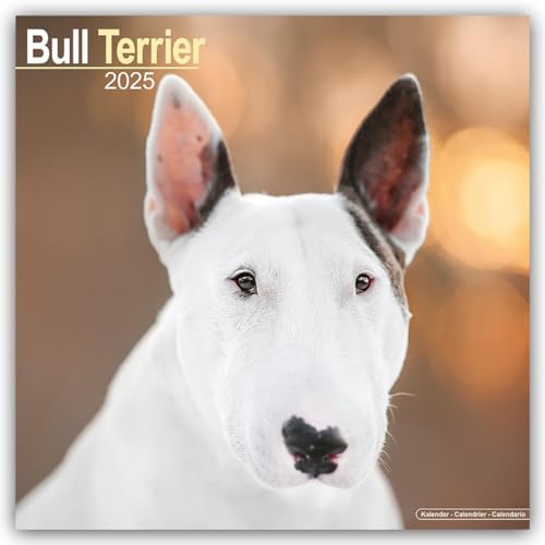 Bull Terrier 2025 Square Wall Calendar | Dog Breed Calendar - Pet Supplies Amazon UK à 5.44€