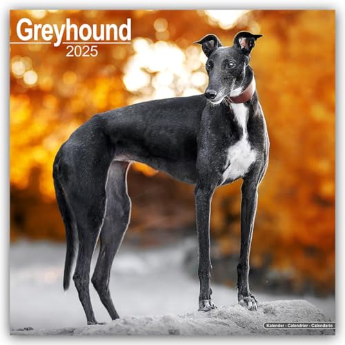 Greyhound 2025 Square Wall Calendar | Dog Breed Calendar - Pet Supplies Amazon UK à 5.22€