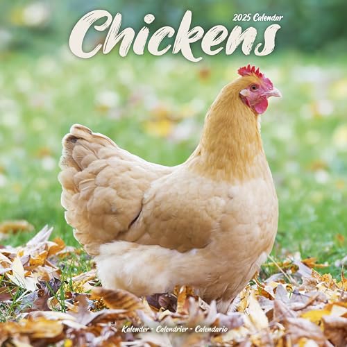 Chickens Calendar 2025 Square Farm Animals & Birds Wall... - Animalerie Amazon Espagne à 13.57€