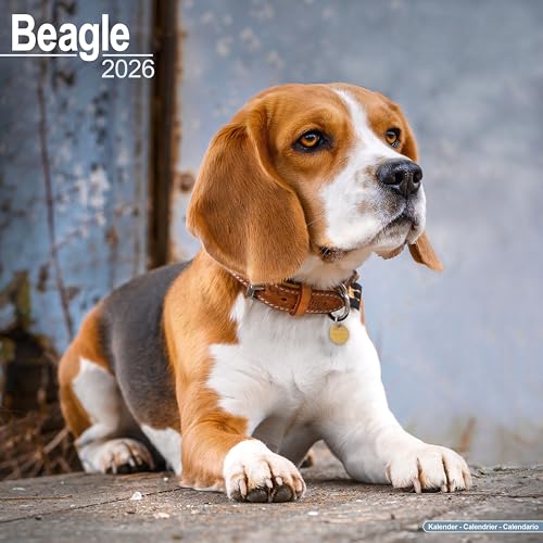 Beagle 2026 Calendar | Square Wall Calendar | Dog Breed... - Pet Supplies Amazon UK à 2.74€