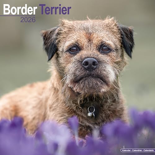 Border Terrier 2026 Calendar | Square Wall Calendar | Dog... - Pet Supplies Amazon UK à 2.74€