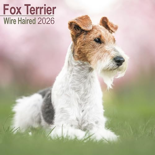 Fox Terrier (Wire Haired) 2026 Calendar | Square Wall... - Beauté & Parfums en promo à 2.74€