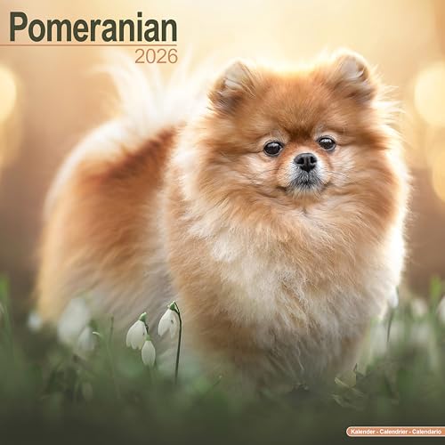 Pomeranian 2026 Calendar | Square Wall Calendar | Dog Breed... - Animalerie Amazon Royaume-Uni à 2.74€