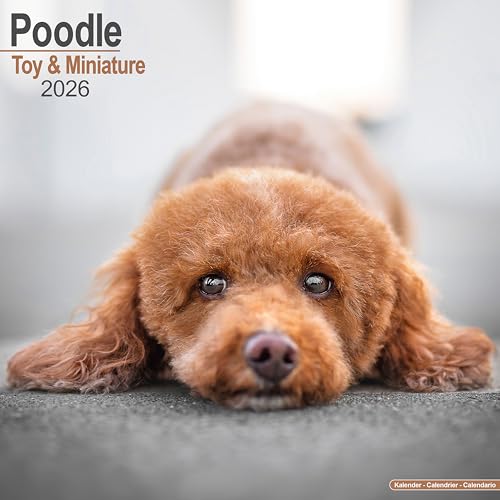 Toy & Miniature Poodle 2026 Calendar | Square Wall Calendar... - Toys & Games Amazon UK à 2.74€