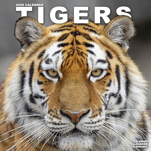 Tigers 2026 Calendar | Square Wall Calendar | Animal Gift |... - Pet Supplies Amazon UK à 2.74€