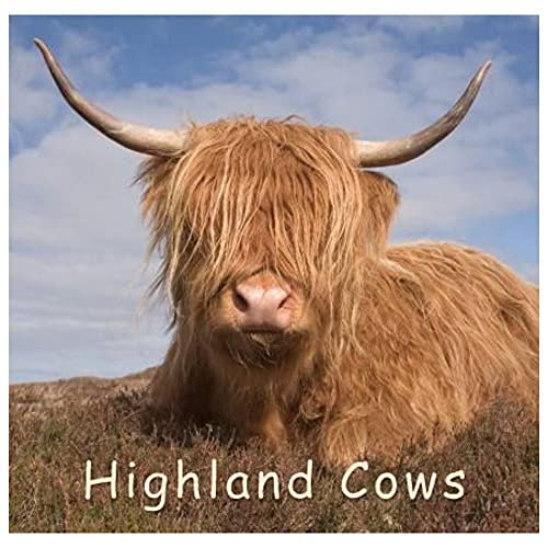 Highland Cow (Gift Book) - Livres & eBooks Amazon Royaume-Uni à 1.79€