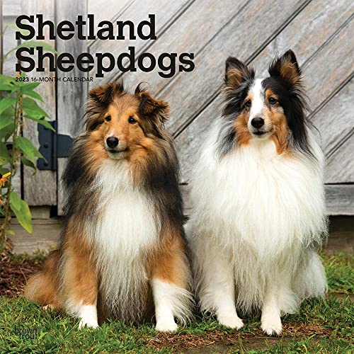 Shetland Sheepdogs 2023 Square Calendar - Animalerie Amazon Royaume-Uni à 3.00€