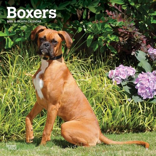 Boxers International Edition | 2025 12 x 24 Inch Monthly... - Pet Supplies Amazon UK à 3.21€