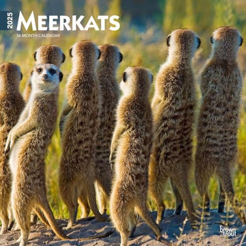 Meerkats | 2025 12 x 24 Inch Monthly Square Wall Calendar |... - Pet Supplies Amazon UK à 5.67€