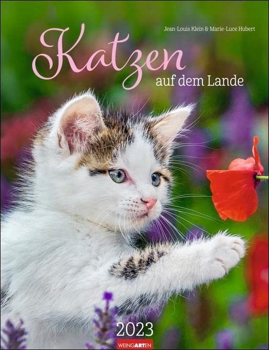 Katzen auf dem Lande Kalender 2023. Süße Kätzchen in... - Pet Supplies Amazon Germany à 7.27€