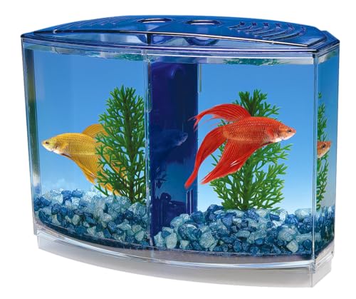 Penn-Plax Twin Betta Bow-Front Kit for Aquarium Blue... - Animalerie Amazon Royaume-Uni à 7.95€