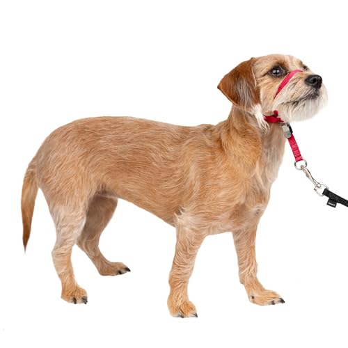 PetSafe Sanfter Führer Halsband mit Trainings-DVD - Sports & Fitness Amazon Allemagne à 12.21€