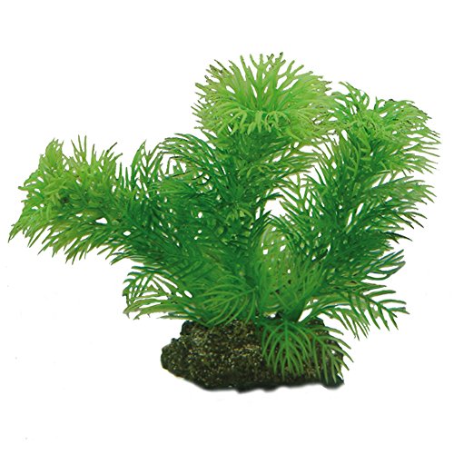 Hobby Plante EGERIA 13 cm 41510 - Jardin & Extérieur Amazon France à 8.04€