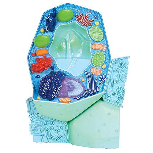 3B Scientific R05 La cellule végétale, modèle - Bricolage & Outils en promo à 217.00€