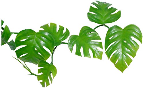 Lucky Reptile LP-70 Pothos Vine - Maison & Cuisine Amazon Royaume-Uni à 6.12€