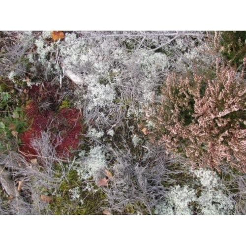 Mycorrhizae Realm - Amazon Germany à 6.49€
