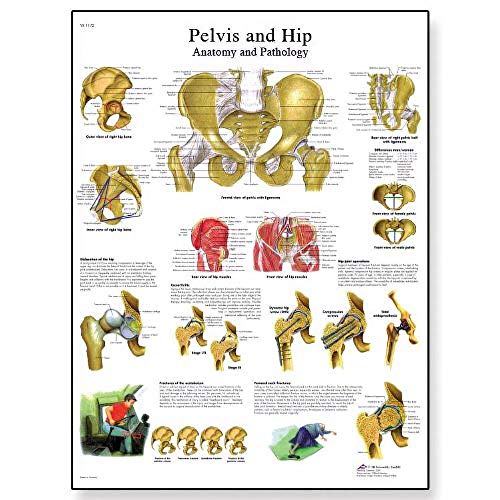 3B Scientific Human Anatomy - Pelvis and Hip... - Bricolage & Outils Amazon Royaume-Uni à 9.87€