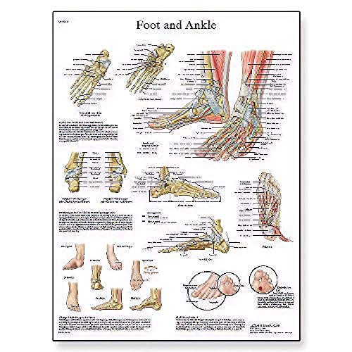 3B Scientific - Anatomie humaine - pieds et articulations... - Home & Kitchen Amazon France à 8.47€