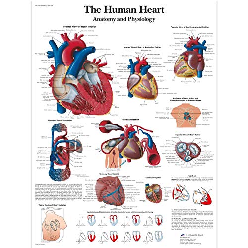 3B Scientific VR1334UU Human Anatomy - The Human Heart... - Bricolage & Outils en promo à 13.63€