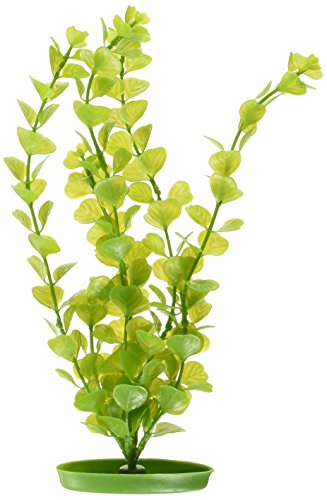 Marina Planta Moneywort 30 Cm Pp1216 - Jardin & Extérieur en promo à 4.46€