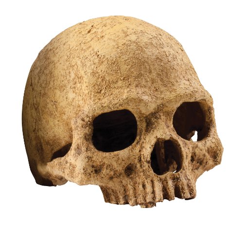 Exo Terra Primate Skull,Brown - Auto & Moto en promo à 15.95€