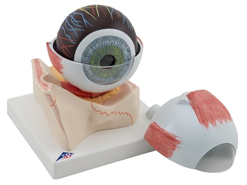 3B Scientific Eye 5 Times Full Size 7 Part + free Anatomy... - Bricolage & Outils Amazon Royaume-Uni à 82.67€