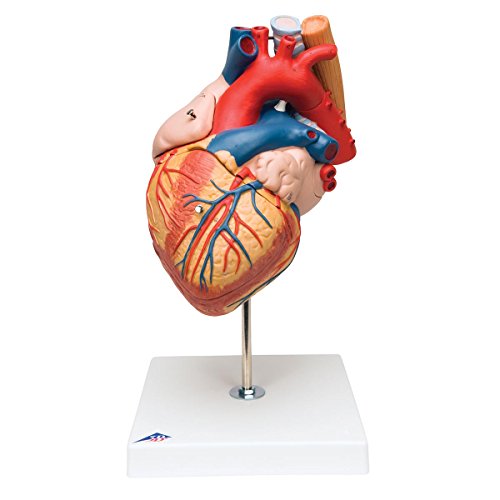 3B Scientific G13 Corazón Con Esófago y Tráquea, 2 Veces Su... - Bricolage & Outils Amazon Espagne à 203.35€