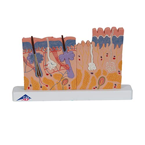 3B Scientific J11 Coupe de la Peau, Agrandie 40 Fois +... - Animalerie Amazon France à 47.32€