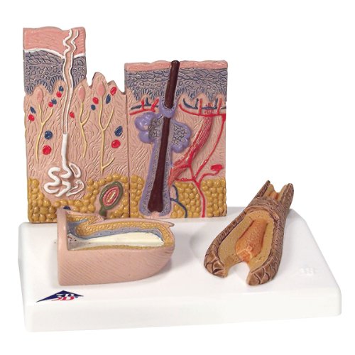 3B Scientific Skin Section + free Anatomy App - 3B Smart... - Sports & Fitness en promo à 26.51€