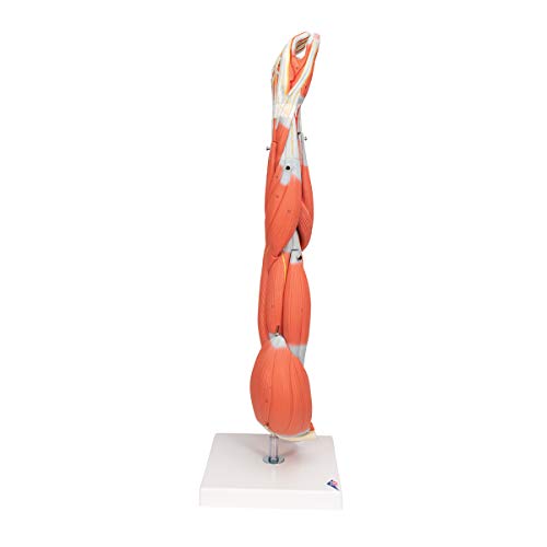 3B Scientific M10 Muscle Arm, 6 Part, 3/4 Life Size + free... - Nouvelle promo Amazon à 245.49€