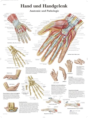 3B Scientific VR0171UU Chart - Hand and Wrist - Anatomy and... - Bricolage & Outils Amazon Royaume-Uni à 9.60€
