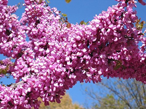 Tree Seeds Online - Cercis Siliquastrum. Judas Tree 25... - Jardin & Extérieur Amazon Royaume-Uni à 1.89€