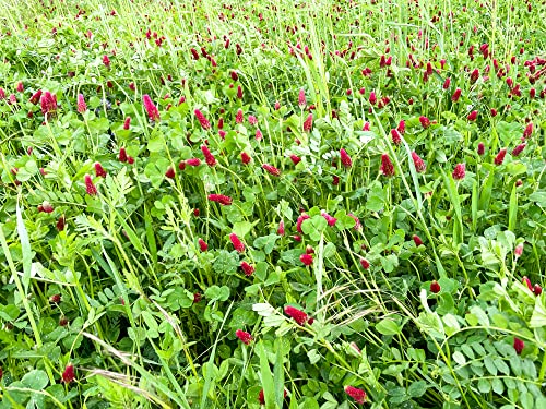 Just Seed - Wild Flower - Red Clover - Trifolium pratense... - Jardin & Extérieur Amazon Royaume-Uni à 1.60€