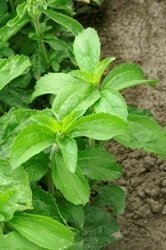 Just Seed Herb - Stevia - Sweet Herb - Sugar Plant - 40... - Jardin & Extérieur Amazon Royaume-Uni à 1.88€