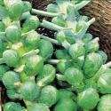 Just Seed Brussel Sprout - Bedford Darkmar21-400 Seeds - Épicerie Amazon Royaume-Uni à 1.49€