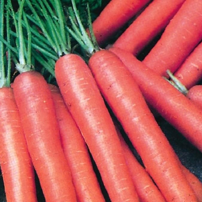 PREMIER SEEDS DIRECT - Carrot Seeds - BERLICUM 2-4 Grams - Jardin & Extérieur Amazon Royaume-Uni à 1.39€