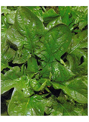 PREMIER SEEDS DIRECT - Spinach Seeds - Giant Winter - 14... - High-Tech & Électronique Amazon Royaume-Uni à 1.59€